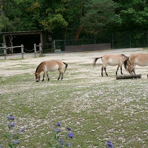 Przewalski's wild horses