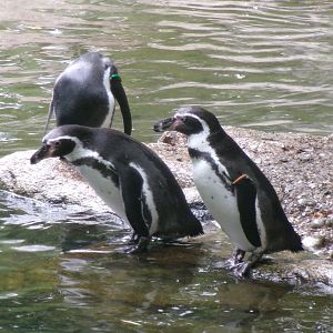 Humboldt penguins