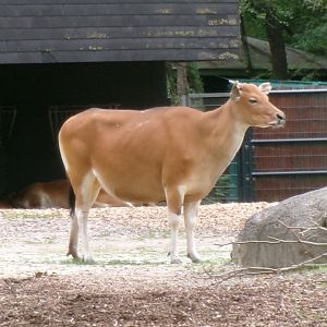 Javan banteng