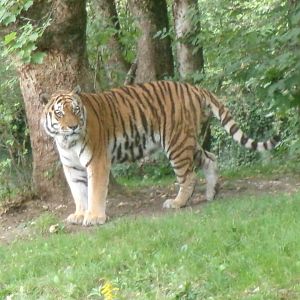 Siberian tiger