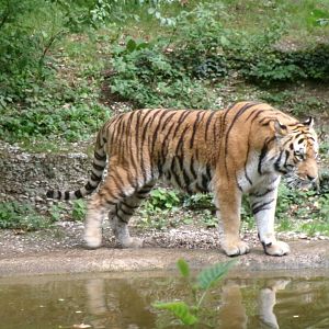 Siberian tiger