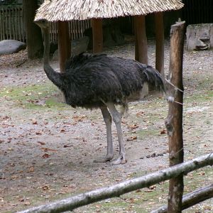 Common ostrich