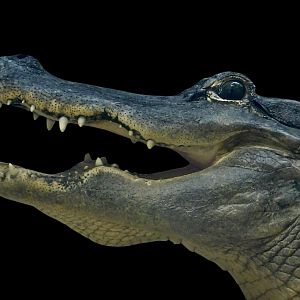 American Alligator With Black Background