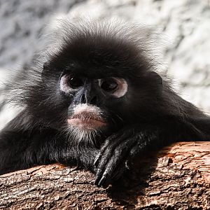 Dusky langur