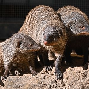Banded mongooses