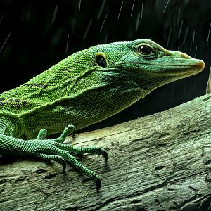 Green tree monitor : Crocodiles of the World : 23 Aug 2025