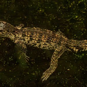 Siamese crocodile (young) : Crocodiles of the World : 14 Sep 2025
