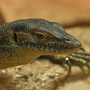 Mertens's water monitor : Crocodiles of the World : 14 Sep 2025