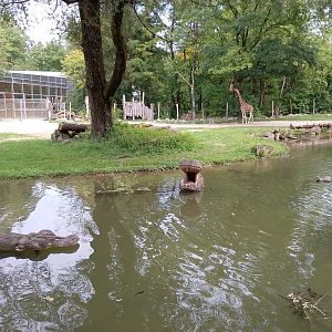 Giraffe enclosure moat