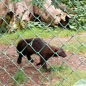 European wolverine