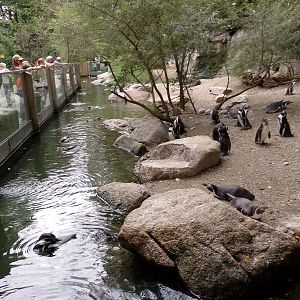 Humboldt penguin enclosure