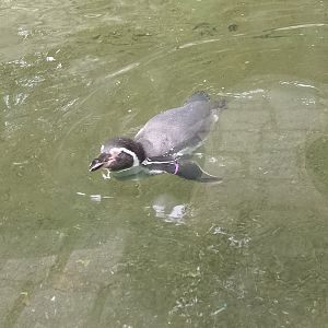 Humboldt penguin