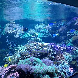 Coral reef aquarium
