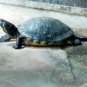 Turtle ID?
