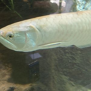 Silver arowana
