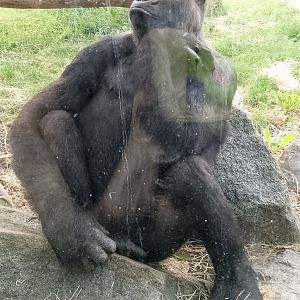 Western lowland gorilla