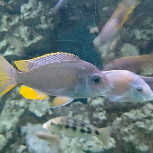Cichlid ID?