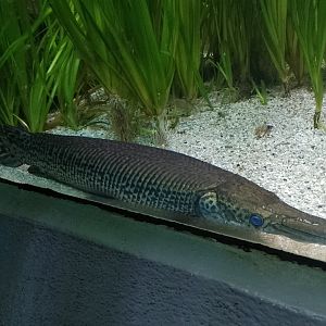 Alligator gar