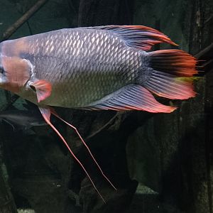 Giant red fin gourami