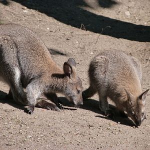 Tasmanian red-necked wallabies -Zoo Praha (2025)
