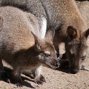 Tasmanian red-necked wallabies -Zoo Praha (2025)