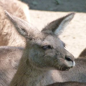 Tasmanian eastern gray kangaroo -Zoo Praha (2025)