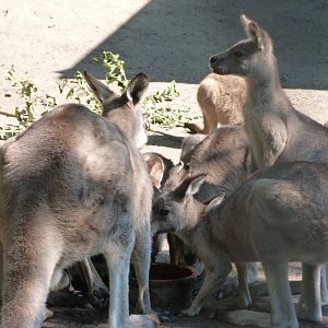 Tasmanian eastern gray kangaroos -Zoo Praha (2025)
