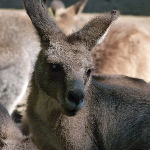 Tasmanian eastern gray kangaroo -Zoo Praha (2025)