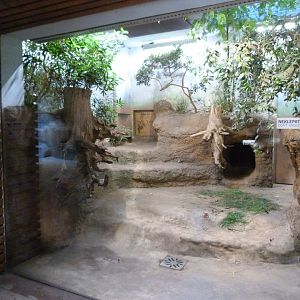 Tasmanian wombat indoors exhibit -Zoo Praha (2025)