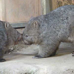 Tasmanian wombats -Zoo Praha (2025)