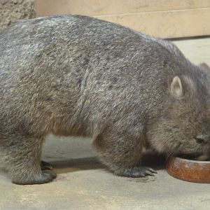 Tasmanian wombat -Zoo Praha (2025)