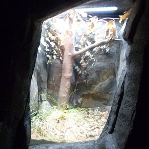 Southern death adder exhibit -Zoo Praha (2025)