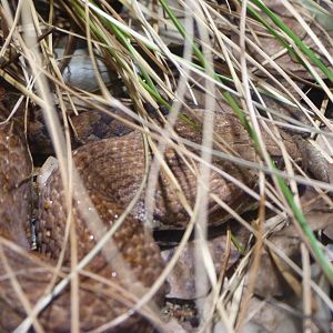 Southern death adder -Zoo Praha (2025)