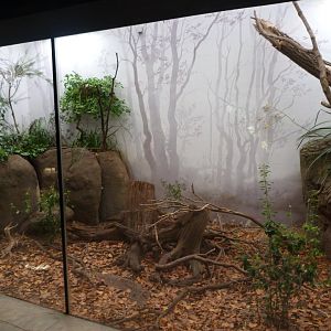 New Guinea short-beaked echidna and Tasmanian long-nosed potoroo exhibit -Zoo Praha (2025)