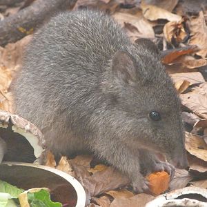 Tasmanian long-nosed potoroo -Zoo Praha (2025)