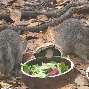 Tasmanian long-nosed potoroos -Zoo Praha (2025)