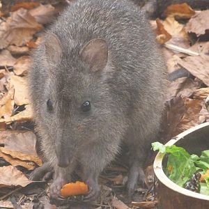 Tasmanian long-nosed potoroo -Zoo Praha (2025)