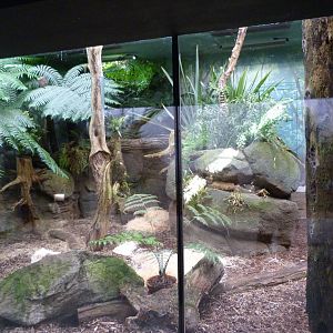 Tasmanian devil indoors exhibti -Zoo Praha (2025)