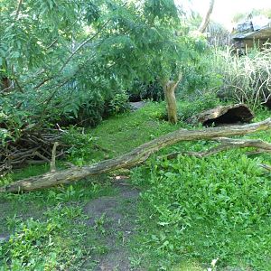Tasmanian wombat exhibit -Zoo Praha (2025)