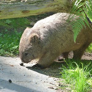 Tasmanian wombat -Zoo Praha (2025)