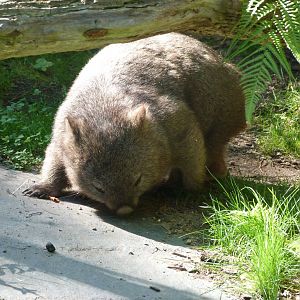 Tasmanian wombat -Zoo Praha (2025)