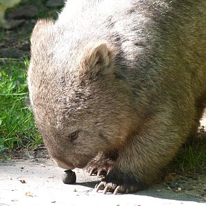 Tasmanian wombat -Zoo Praha (2025)