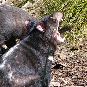 Tasmanian devil -Zoo Praha (2025)