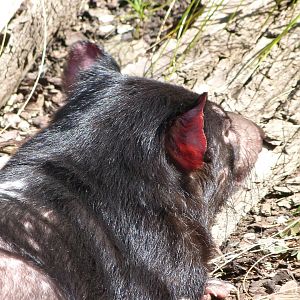 Tasmanian devil -Zoo Praha (2025)