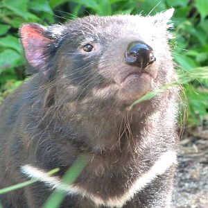 Tasmanian devil -Zoo Praha (2025)