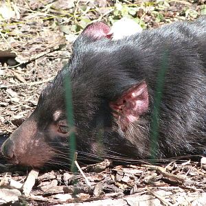Tasmanian devil -Zoo Praha (2025)