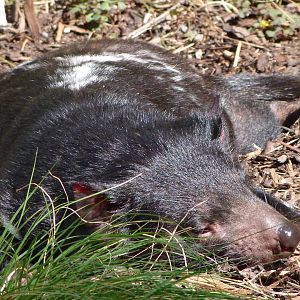 Tasmanian devil -Zoo Praha (2025)