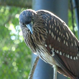 Philippine rufous night-heron -Zoo Praha (2025)