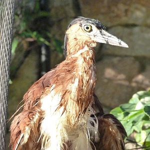 Philippine rufous night-heron -Zoo Praha (2025)