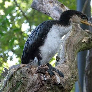 Little pied cormorant -Zoo Praha (2025)